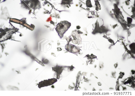 House dust and mites magnified with a microscope 91937771