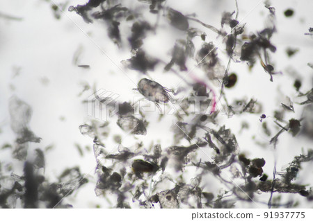 House dust and mites magnified with a microscope 91937775