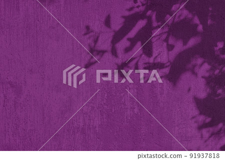 Shadow of leaves on purple concrete wall texture background 91937818