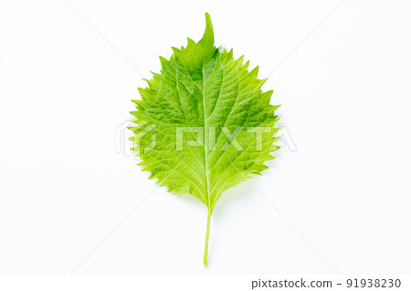大葉子(藍色紫蘇(紫蘇)的葉子)。 (白色背景) 大葉子(藍色紫蘇(紫蘇)的葉子)。 (白色背景) 91938230