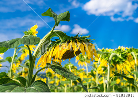 Drooling sunflowers and summer sky Drooling sunflowers and summer sky 91938915