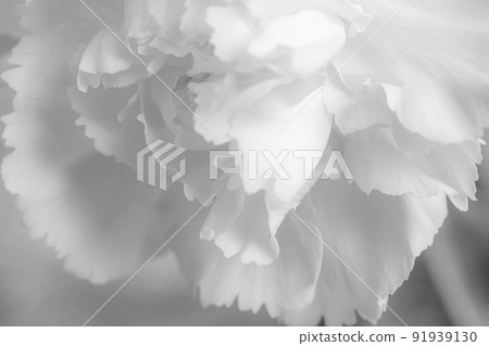 Flowers: White carnation Image of offering flowers 91939130