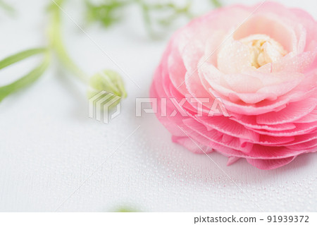 Flower: Flat image of Ranunculus 91939372