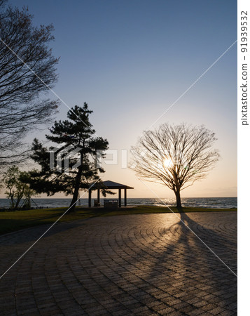 黃昏的公園，強背光照亮的樹 91939532