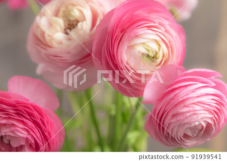 花：毛茛屬植物的 3D 圖像 91939541