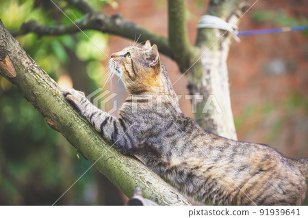 Cute cat sitting in a branch of the apple tree in the orchard 91939641