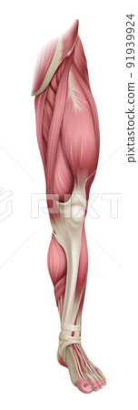 Leg Muscles Human Muscle Medical Anatomy Diagram Leg Muscles Human Muscle Medical Anatomy Diagram 91939924