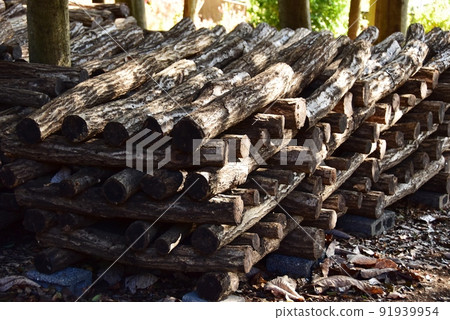 Machida City Shiitake log cultivation hoda tree on the walking path of Mt. 91939954