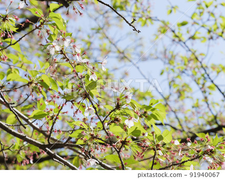 The buds of wild cherry blossoms in full bloom in spring. The buds of wild cherry blossoms in full bloom in spring. 91940067