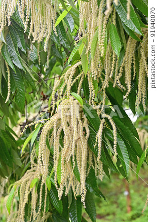 Tree: Crysantaceae Tree: Crysantaceae 91940070