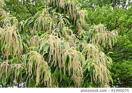 Tree: Crysantaceae Tree: Crysantaceae 91940074