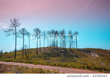 Dry dead trees on the hill against gradient blue pink sky 91940301