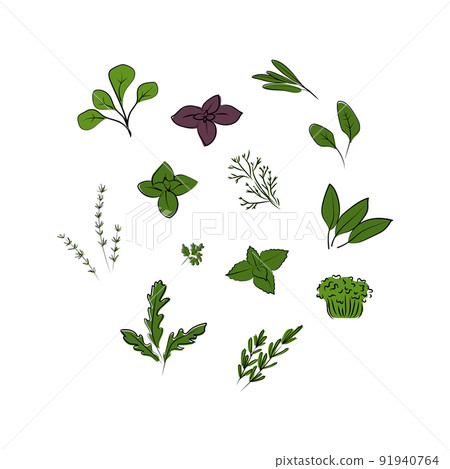 Herbs set. Hand drawn vector illustration. Vegetarian concept. 91940764