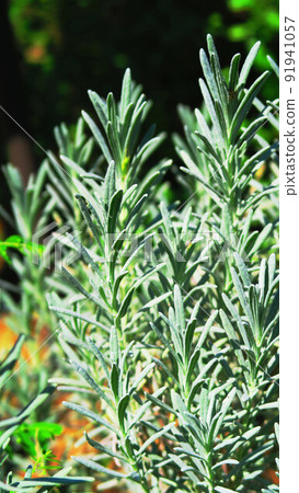 Landscape with lavender leaves Landscape with lavender leaves 91941057
