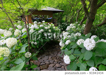 Small diameter of hydrangea 91941434