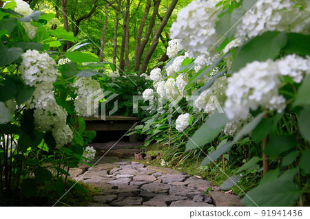 Small diameter of hydrangea 91941436