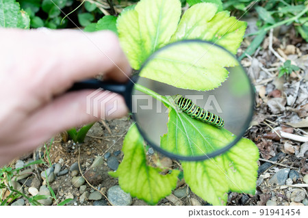 Enlarge a large hornworm with a magnifying glass Enlarge a large hornworm with a magnifying glass 91941454