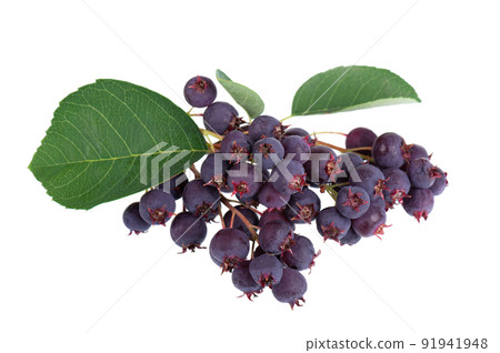 Saskatoon berries isolated on white background. Amelanchier, shadbush, juneberry, irga or sugarplum ripe berries. Saskatoon berries isolated on white background. Amelanchier, shadbush, juneberry, irga or sugarplum ripe berries. 91941948