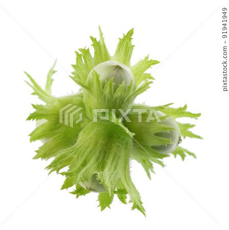 Green hazelnut nuts isolated on white background. Fresh green unripe fruits of common hazel. Corylus avellana. 91941949