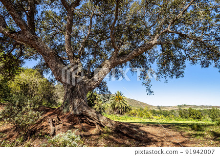 Flowers and trees in the Finca de Osorio Botanical Park near Teror, Gran Canaria Island, Spain 91942007