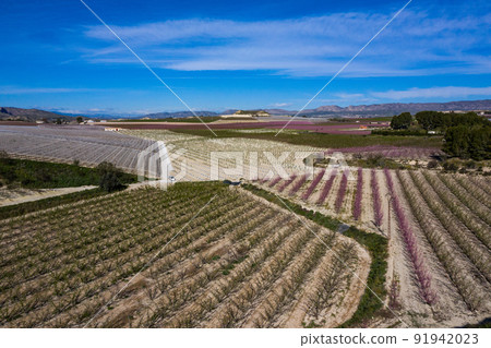 Peach blossom in Cieza, Mirador El Horno in the Murcia region in Spain 91942023