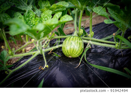 Watermelon in the growing stage 91942494