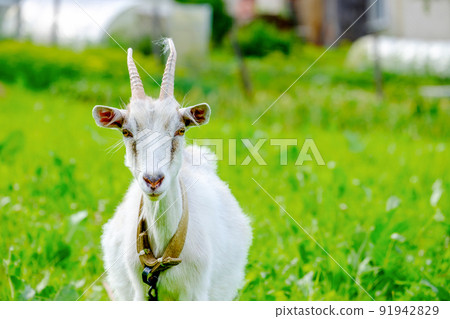 Horned goat portrait livestock 91942829
