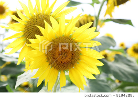 Bright sunflower 91942893