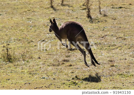 Australian wild kangaroo Australian wild kangaroo 91943130