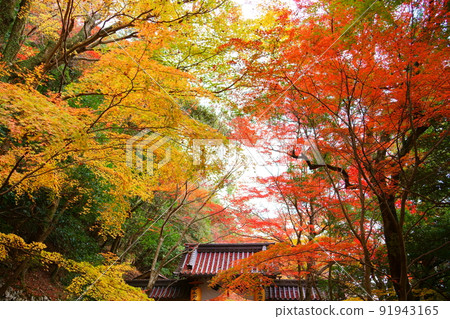 永源寺正門和紅葉(滋賀縣東見市) 永源寺正門和紅葉(滋賀縣東見市) 91943165