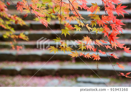 永源寺的紅葉(滋賀縣東臣市) 永源寺的紅葉(滋賀縣東臣市) 91943168