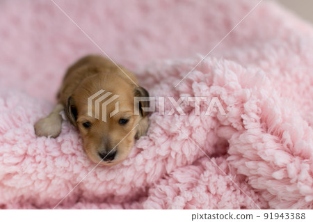 Puppy Kaninhen Dachshund Puppy Kaninhen Dachshund 91943388