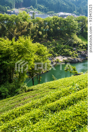 《岐阜縣》加茂郡白川町茶園 《岐阜縣》加茂郡白川町茶園 91943525