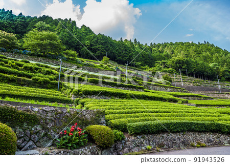 《岐阜縣》加茂郡白川町茶園 91943526