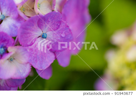 繡球花在雨中濕 繡球花在雨中濕 91943677