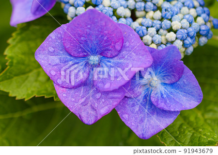 繡球花在雨中濕 91943679