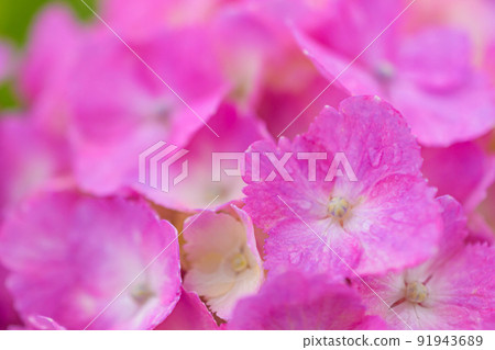 繡球花在雨中濕 繡球花在雨中濕 91943689