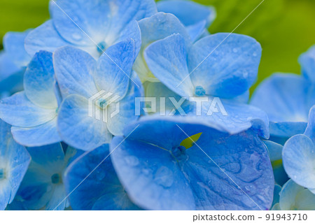 Hydrangea wet in the rain 91943710