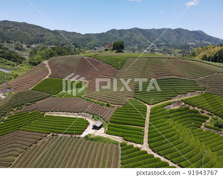 Aerial photograph by drone of tea plantation lined up in order in the mountain 91943767