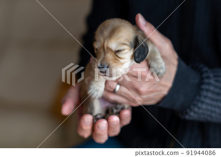 Puppy Kaninhen Dachshund Puppy Kaninhen Dachshund 91944086