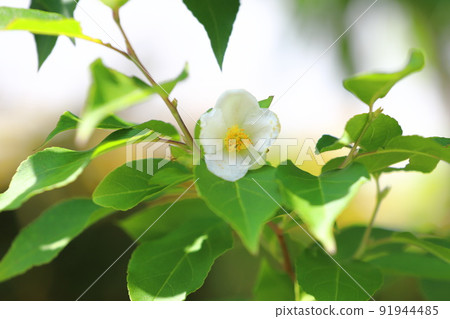 Pretty Himeshara flowers 91944485