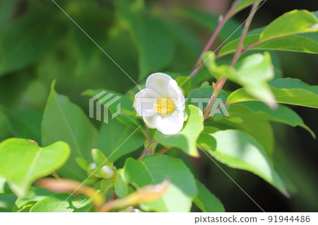 Pretty Himeshara flowers 91944486