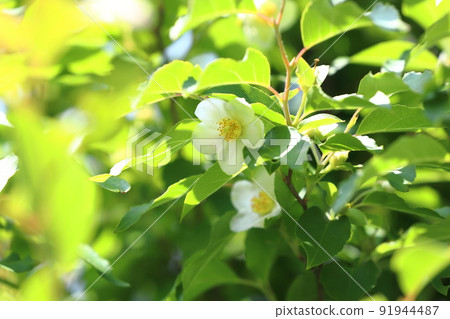 Pretty Himeshara flowers 91944487