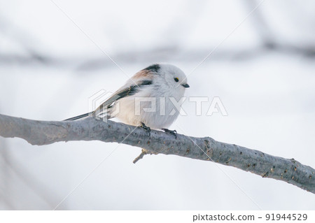 Hokkaido's Three Cute Snow Fairies, Long-tailed Tit 91944529