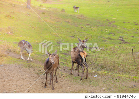 Herd of deer in the wild Herd of deer in the wild 91944740