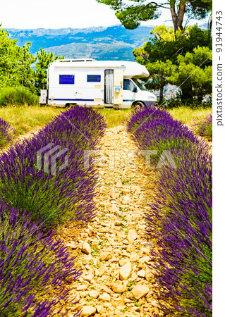 Caravan camping at lavender field, France Caravan camping at lavender field, France 91944743