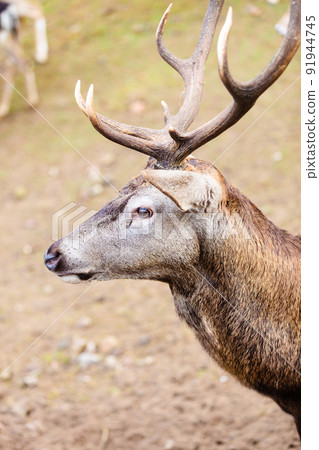 Red deer stag on meadow Red deer stag on meadow 91944745