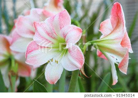 Large amaryllis (red top column, Shuchoran) 91945014
