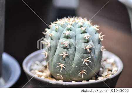 cactus, Coryphantha  or Coryphantha Elephantidens or cactus or succulent cactus, Coryphantha  or Coryphantha Elephantidens or cactus or succulent 91945093