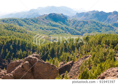 Mountain forest 91945397